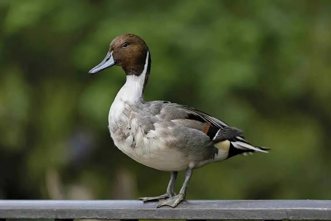 Northern Pintail